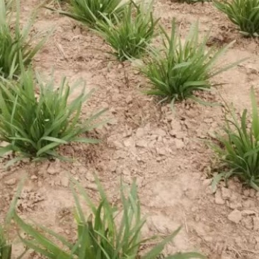 露天韭菜头刀，韭菜开始出菜了