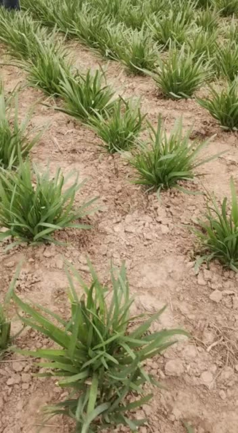 露天韭菜头刀，韭菜开始出菜了