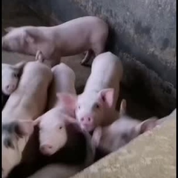 长期供应健康优质猪苗