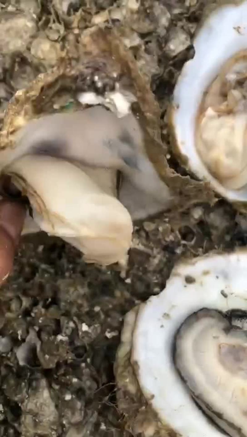 广西钦州三墩蚝，湛江蚝，北海蚝海边发货