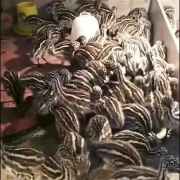 奥洲驼鸟苗，出售中，要的联系
