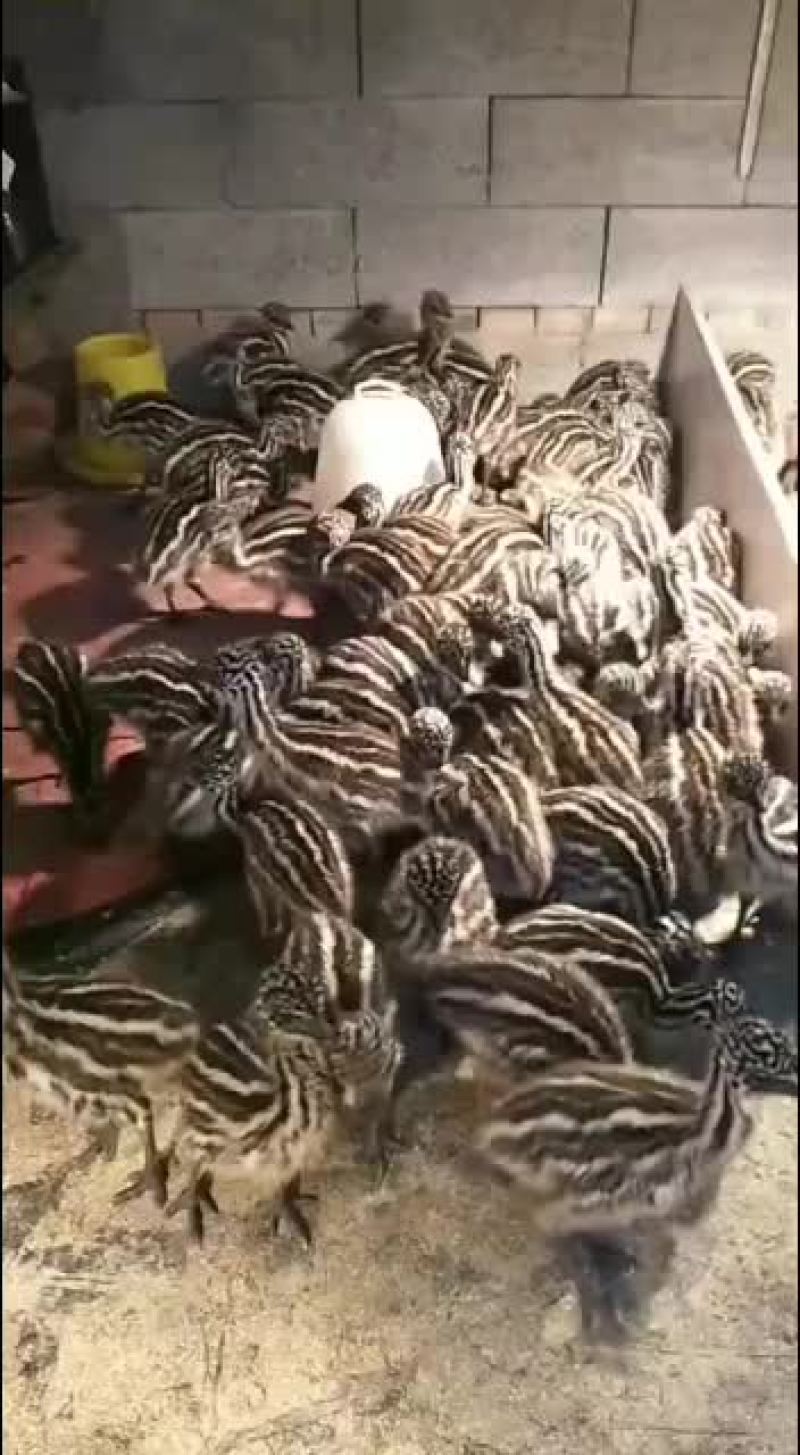 奥洲驼鸟苗，出售中，要的联系