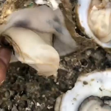 生蚝产地批发，新鲜肥美