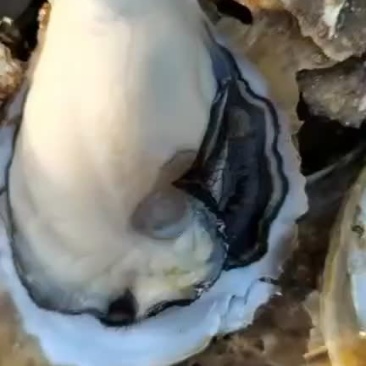 广西钦州三墩蚝，湛江蚝，北海蚝海边发货