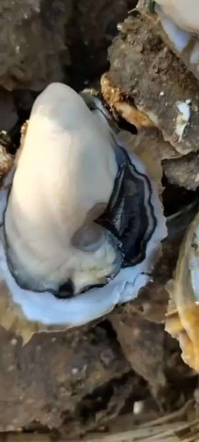 广西钦州三墩蚝，湛江蚝，北海蚝海边发货