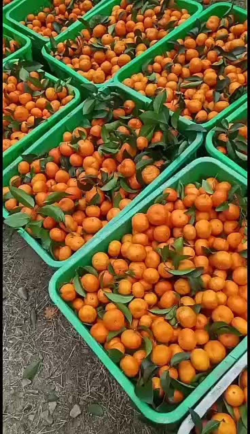 广西金秀县头排镇瑶壮沙糖桔