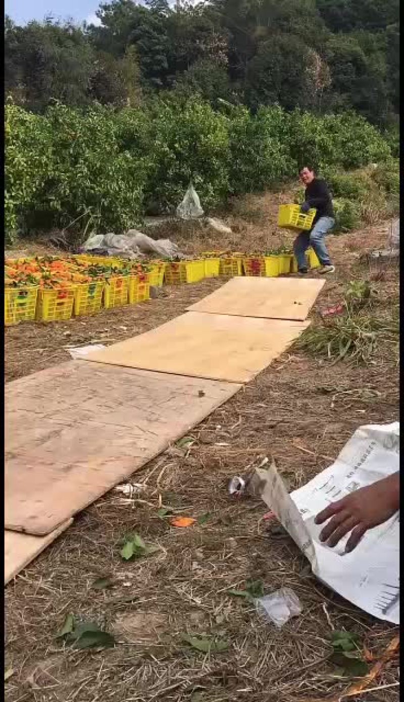 广西金秀县头排镇瑶壮沙糖桔