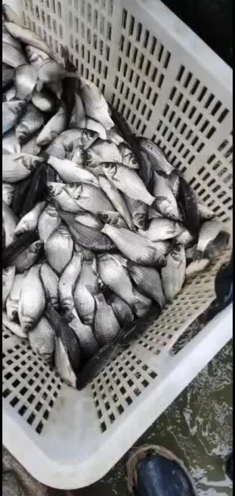常年出售各种淡水鱼苗，品种齐全抗病能力欢迎选购，量大从优