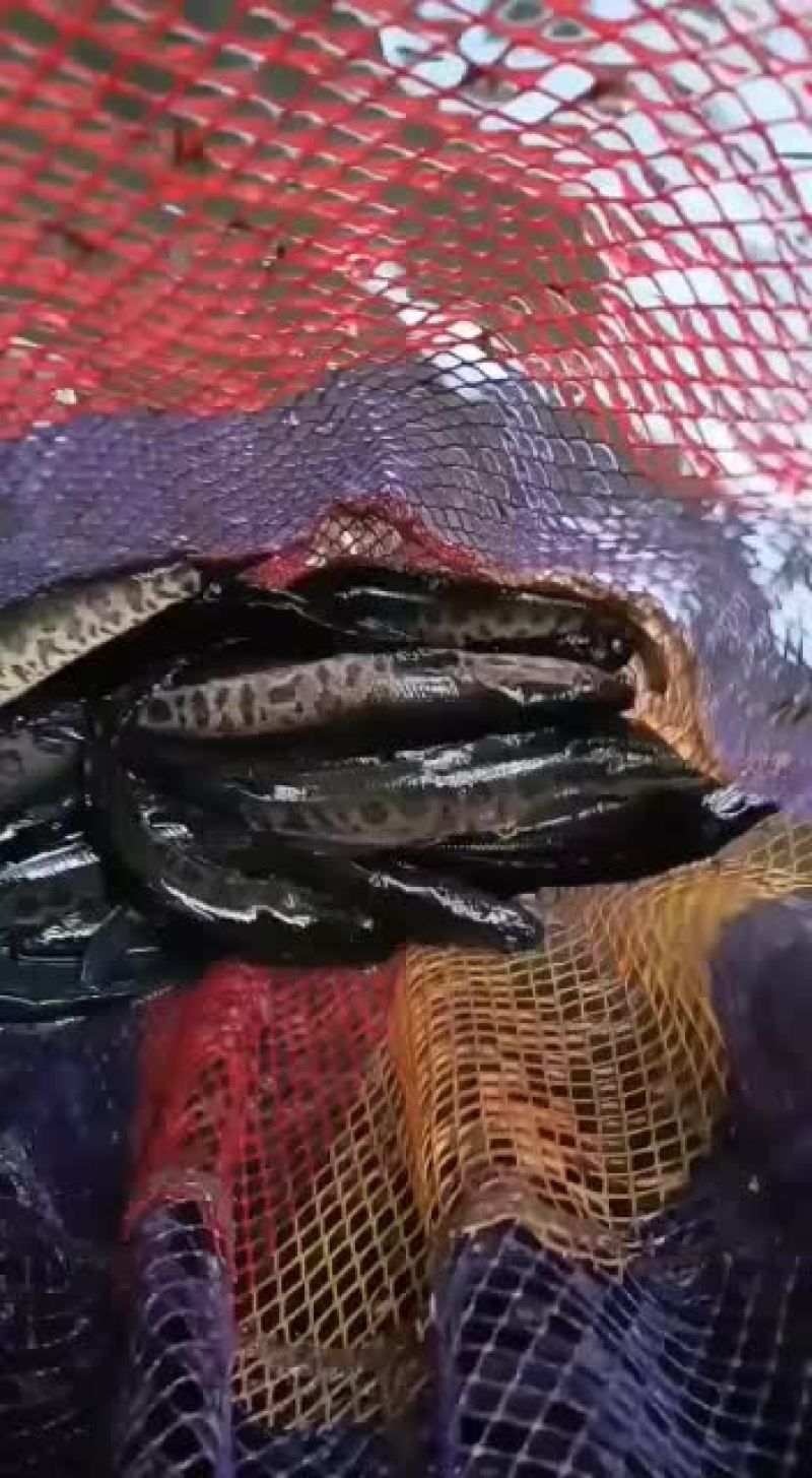 常年出售各种淡水鱼苗，品种齐全抗病能力欢迎选购，量大从优