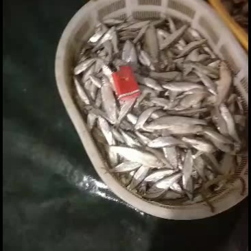 刁子鱼，长期有货，诚信经营