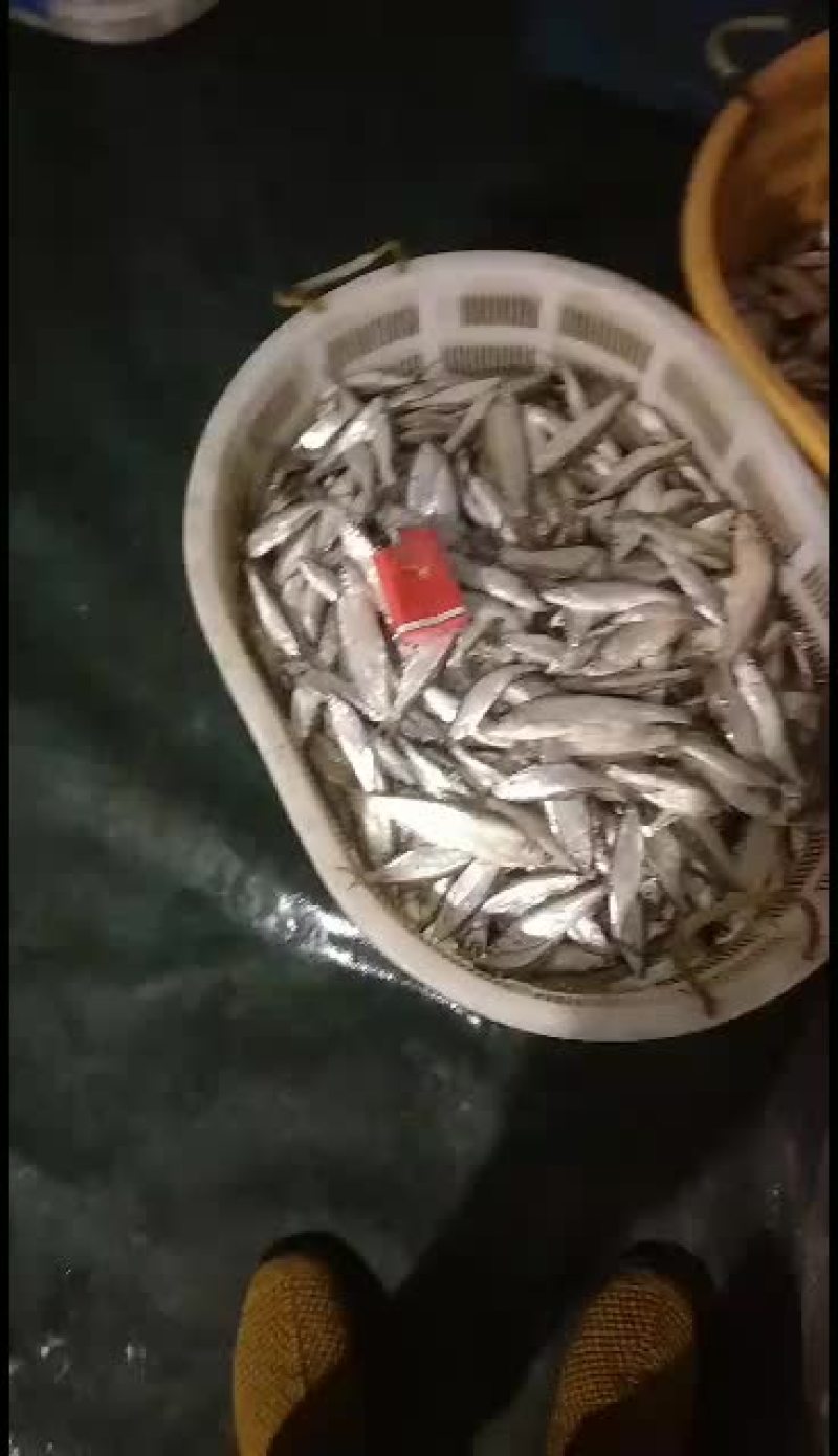刁子鱼，长期有货，诚信经营