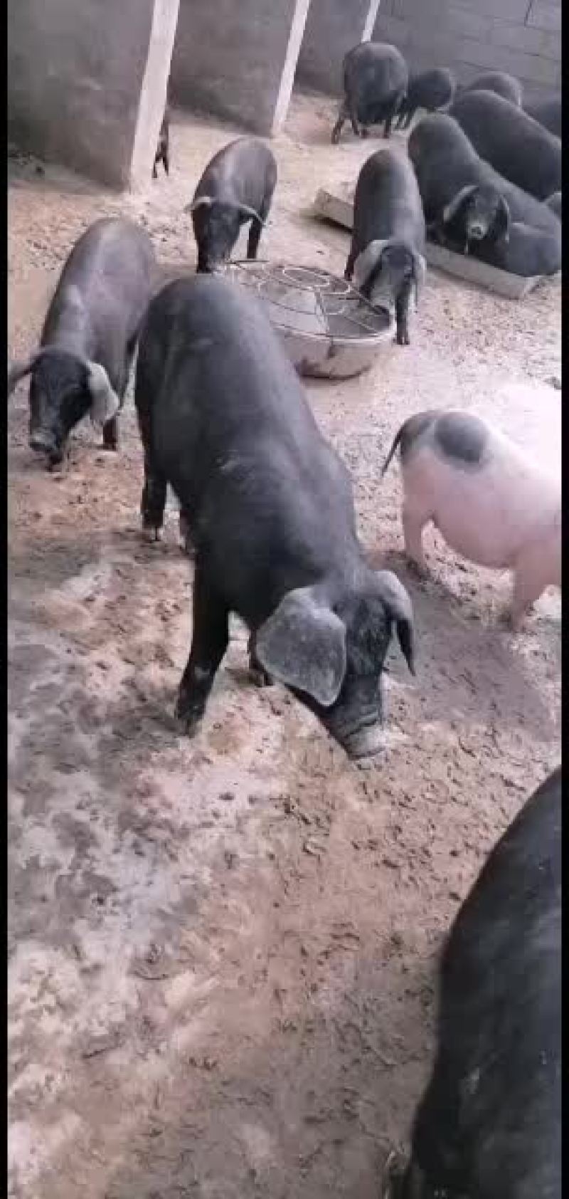 巴马香猪，大量现货饲养简单成长速度快，跟公司可签定