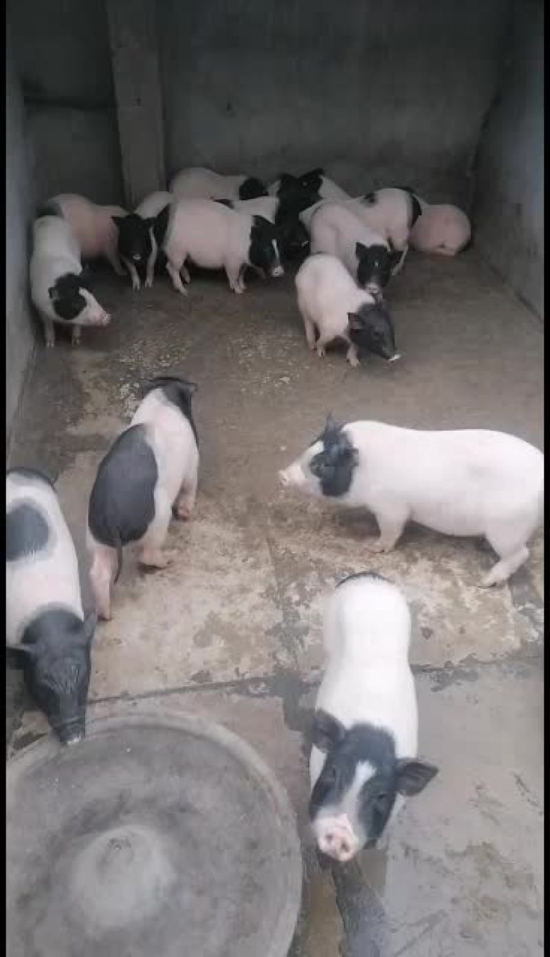 巴马香猪，大量现货饲养简单成长速度快，跟公司可签定
