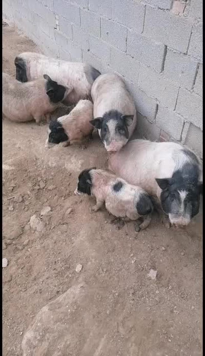 巴马香猪，大量现货饲养简单成长速度快，跟公司可签定