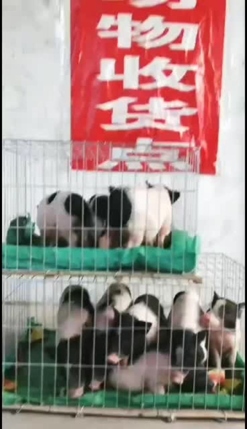 巴马香猪，大量现货饲养简单成长速度快，跟公司可签定
