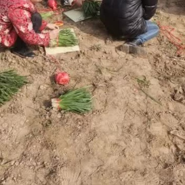 宽露天韭菜红根出菜了，