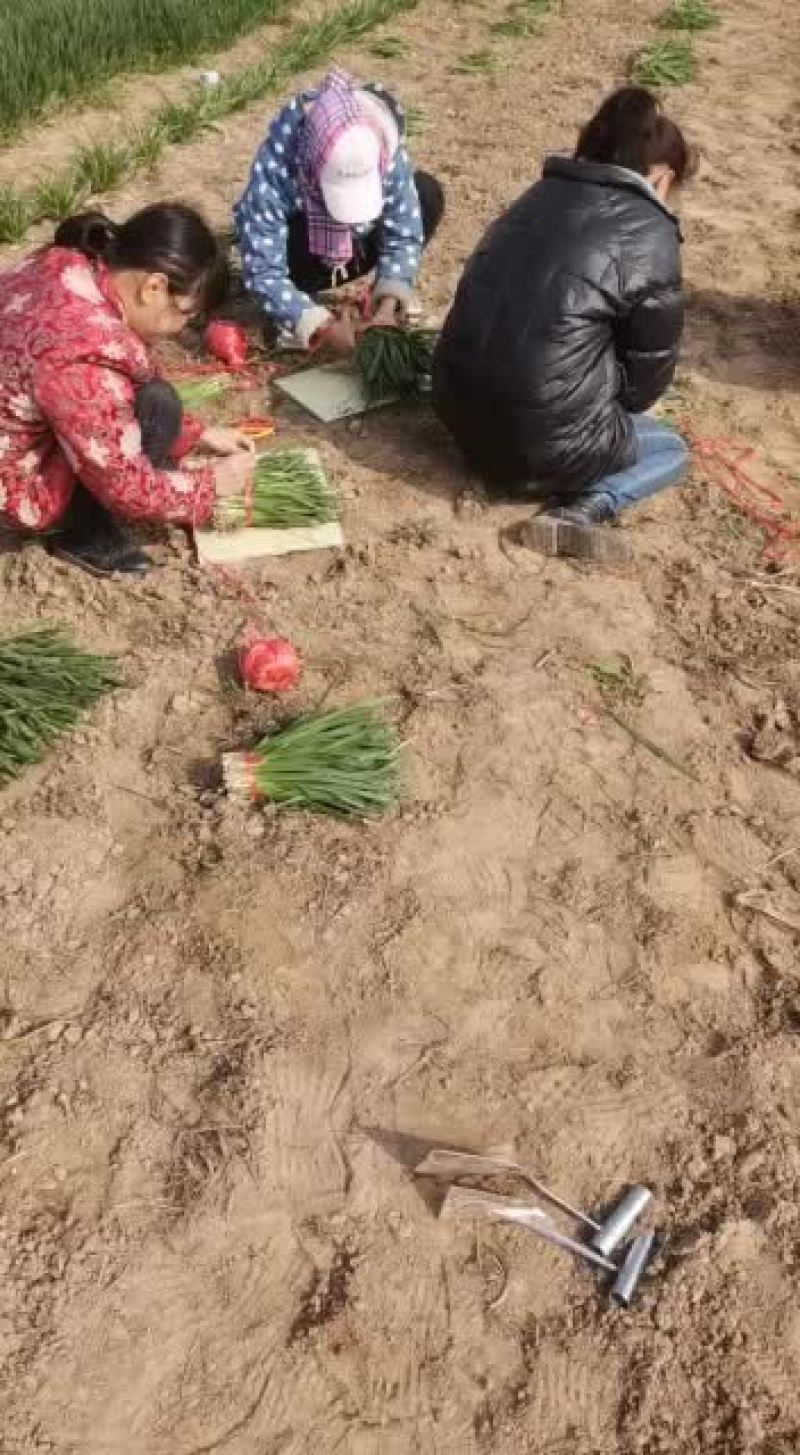 宽露天韭菜红根出菜了，