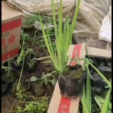 水生鸢尾多年生水声植物