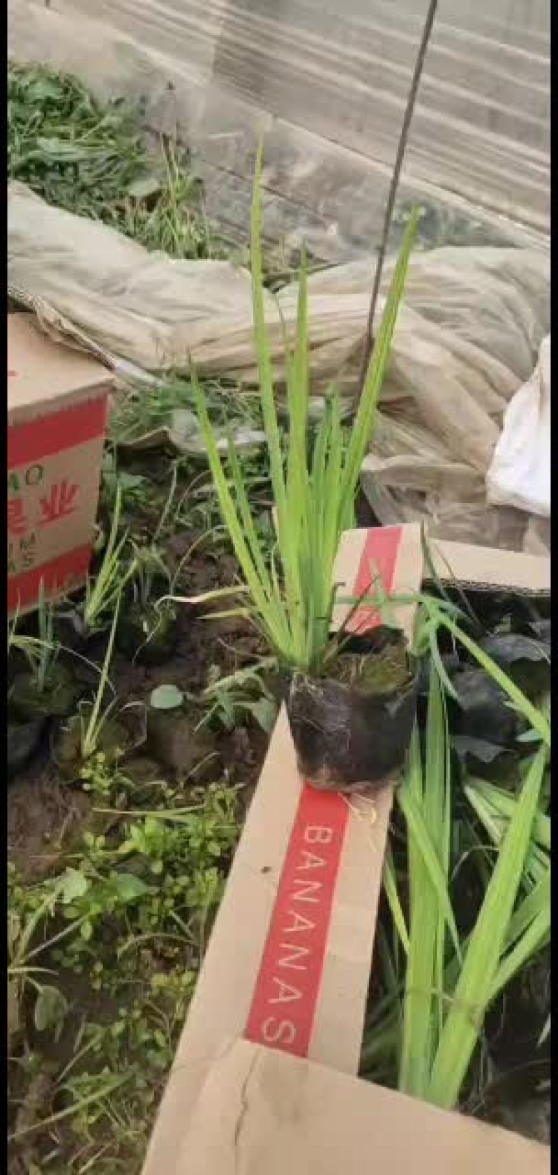 水生鸢尾多年生水声植物