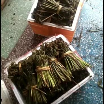 蕨菜新年第一波鲜嫩味美