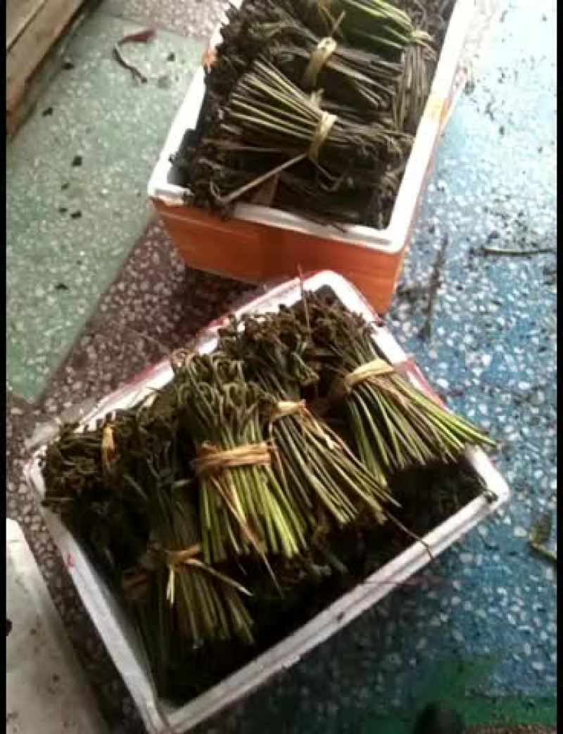 蕨菜新年第一波鲜嫩味美