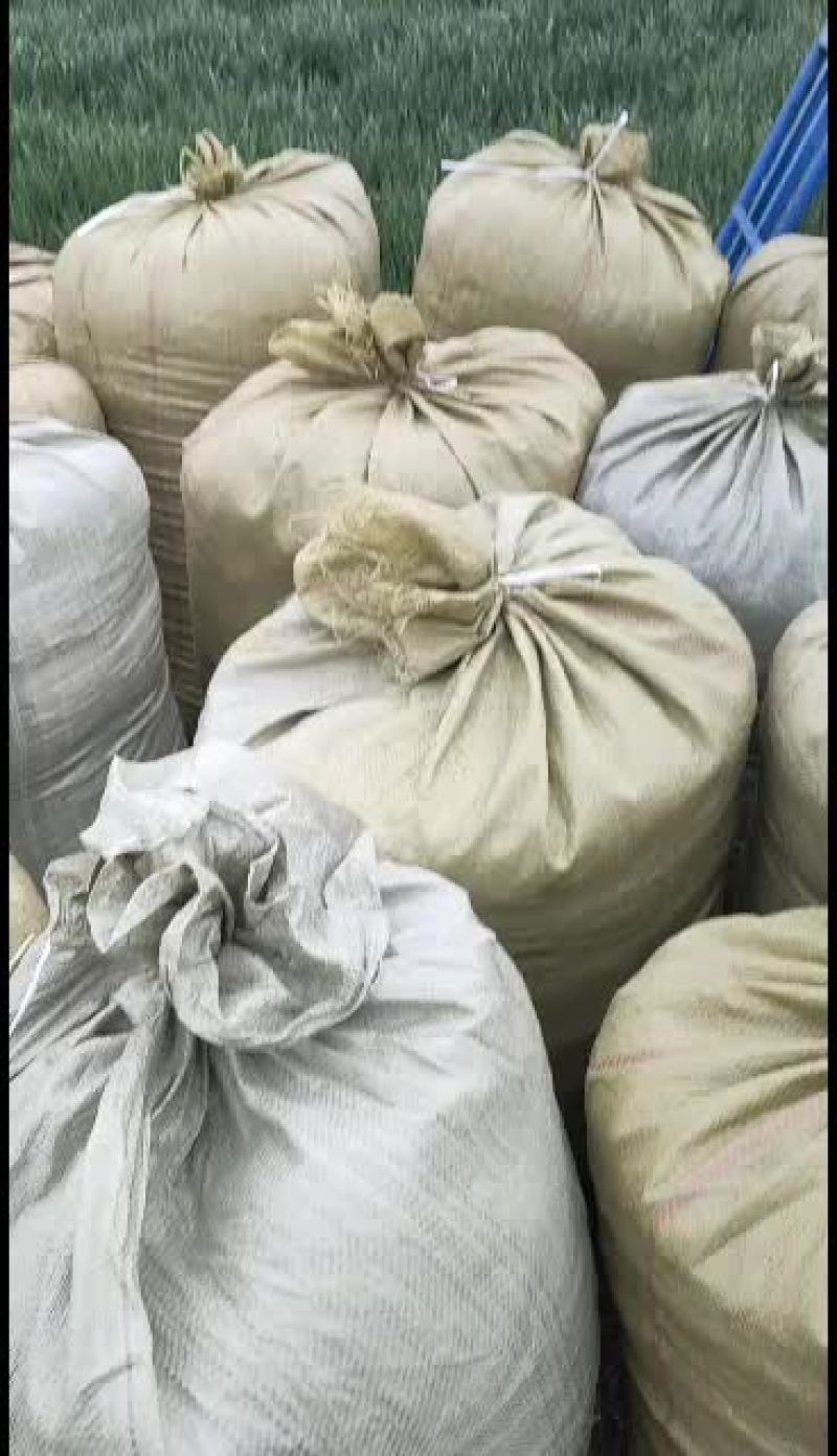 常年出售精品玉米芯颗粒