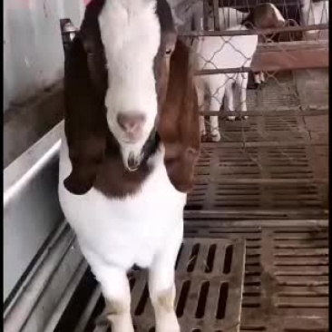 纯种波尔山羊种公，出售中，要的联系