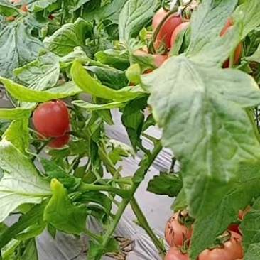 大家好我是济南市济阳县硬粉西红柿种植基地，欢迎大家前来选
