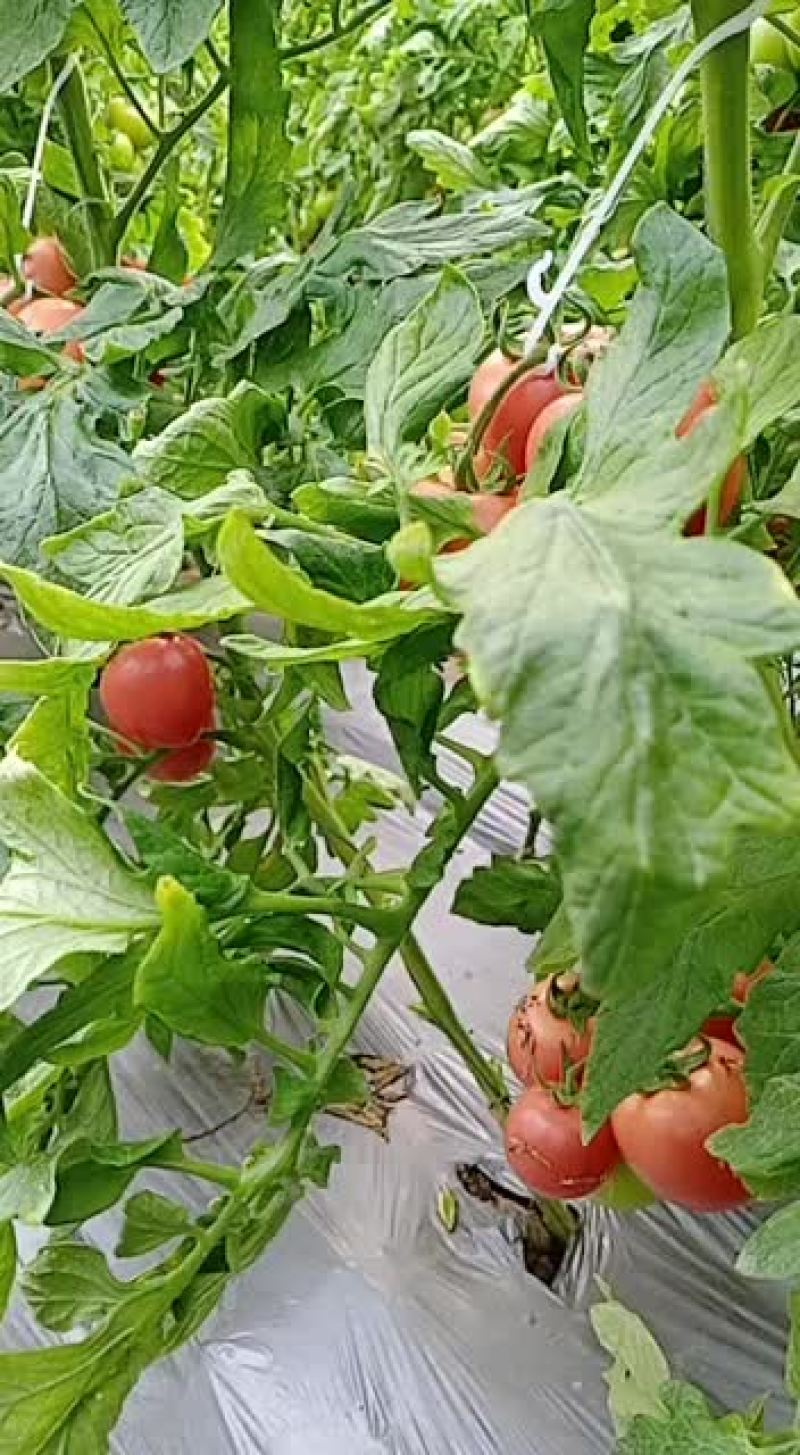 大家好我是济南市济阳县硬粉西红柿种植基地，欢迎大家前来选