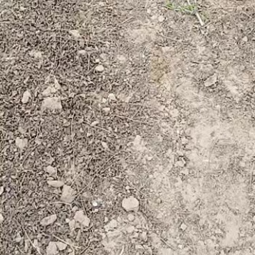 金银花盆景老桩产地直销