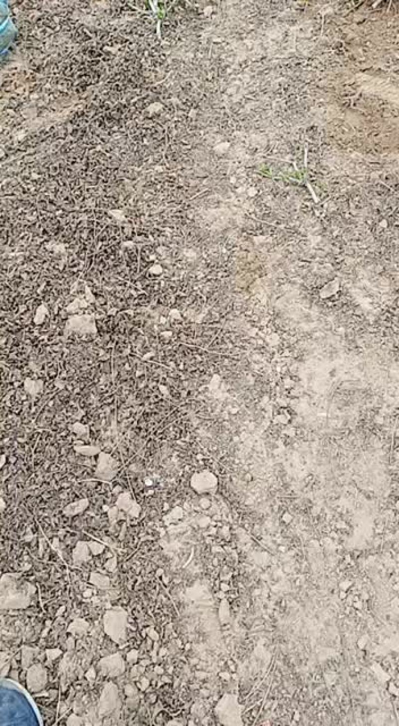 金银花盆景老桩产地直销