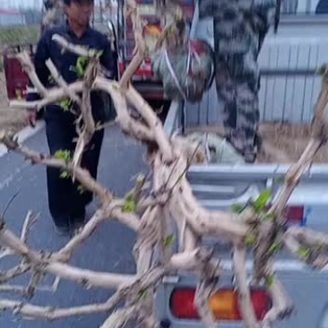 金银花老桩盆景产地直销