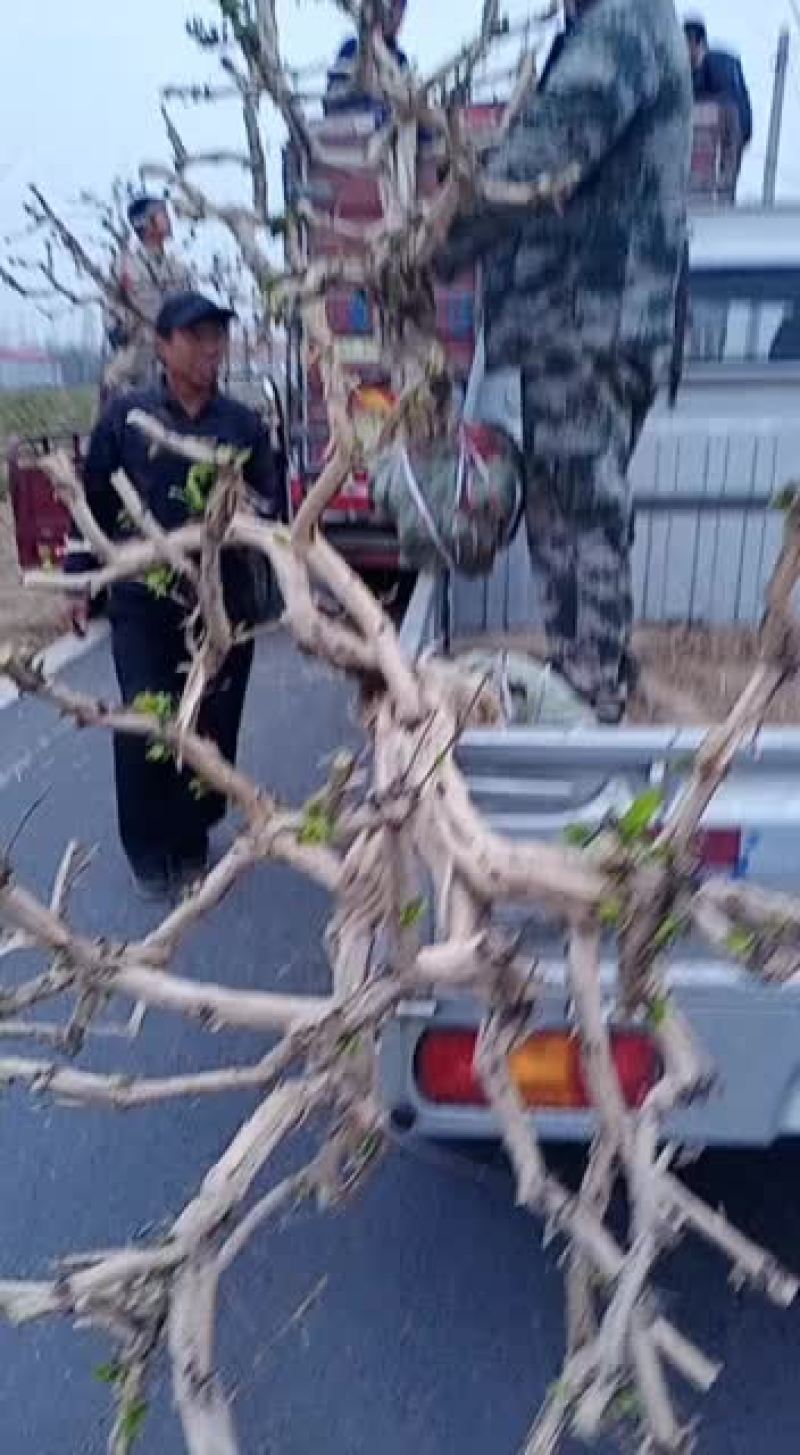 金银花老桩盆景产地直销