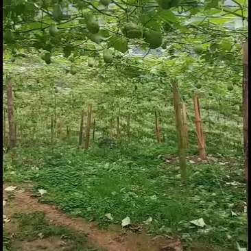 云南河口反季节绿皮佛手瓜