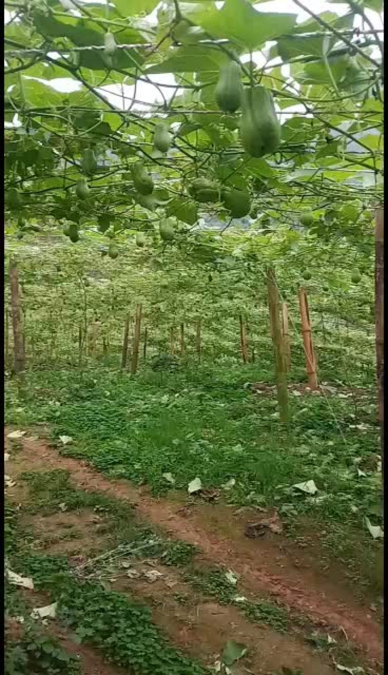云南河口反季节绿皮佛手瓜