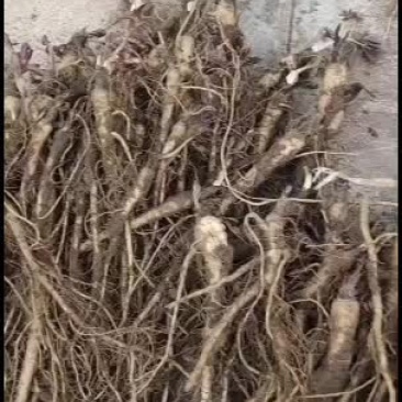 甘肃平凉市华亭市肉独活苗子