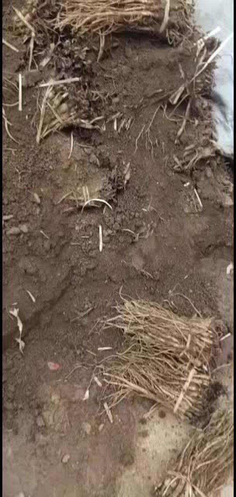 甘肃平凉市华亭市肉独活苗子