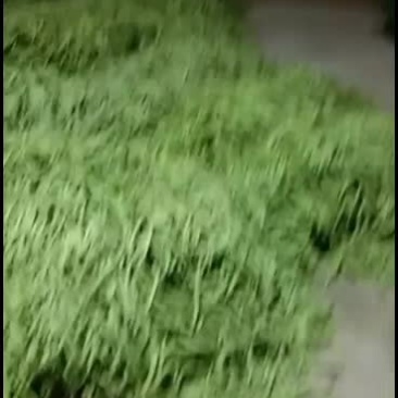 甘肃省天水市甘谷县盘安镇