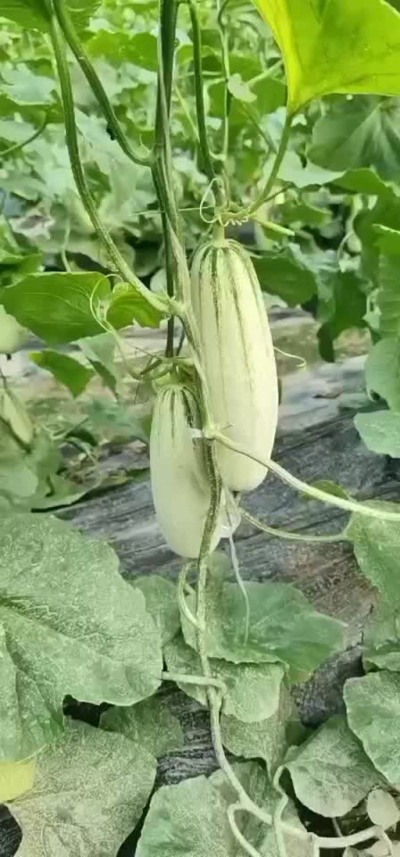 博洋61甜瓜，电商对接，商超对接，档口对接，合作共赢。