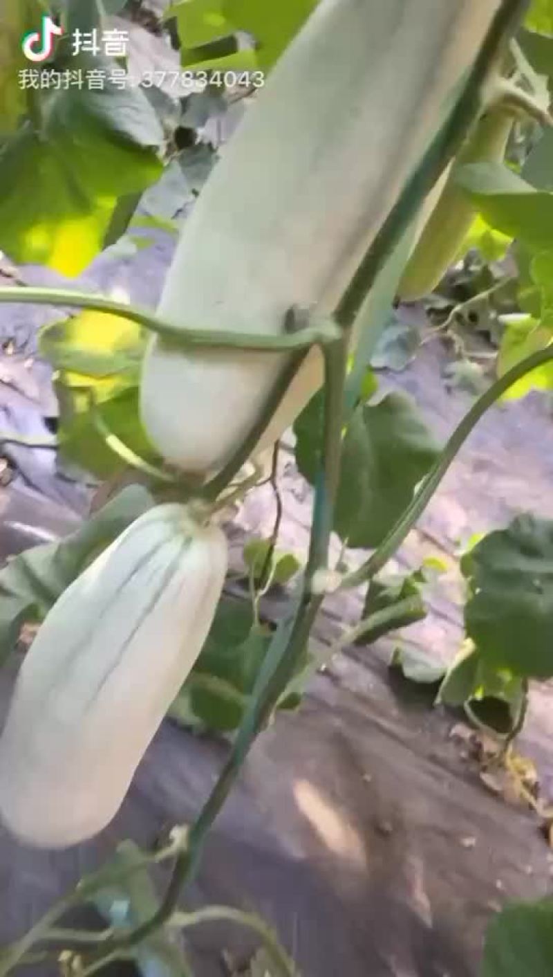 博洋61甜瓜，电商对接，商超对接，档口对接，合作共赢。