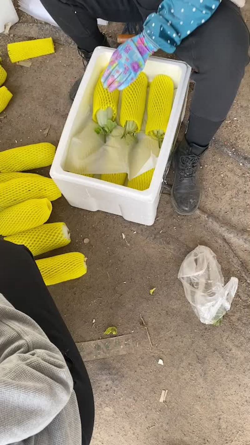 博洋61甜瓜，电商对接，商超对接，档口对接，合作共赢。