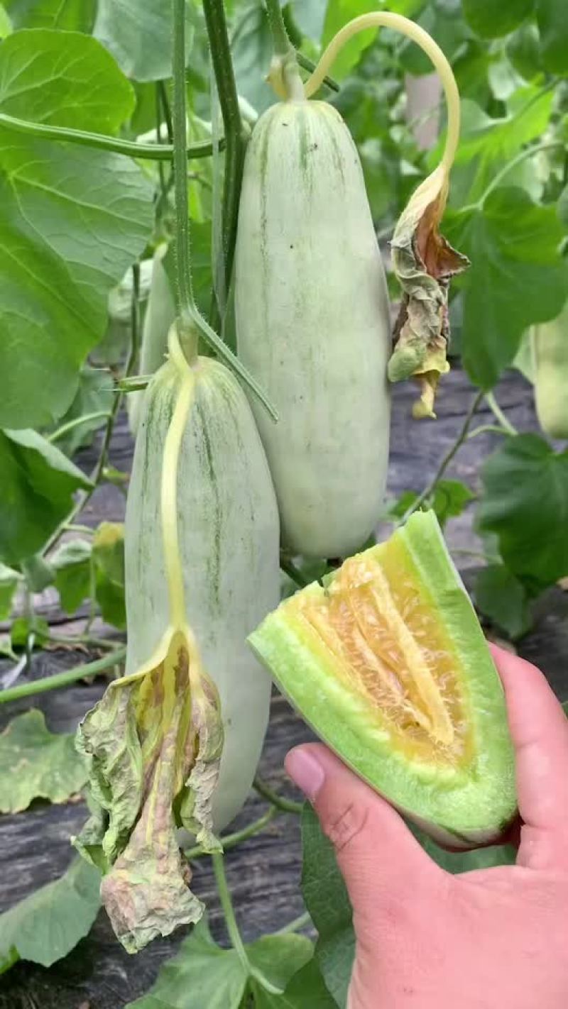 博洋61甜瓜，电商对接，商超对接，档口对接，合作共赢。