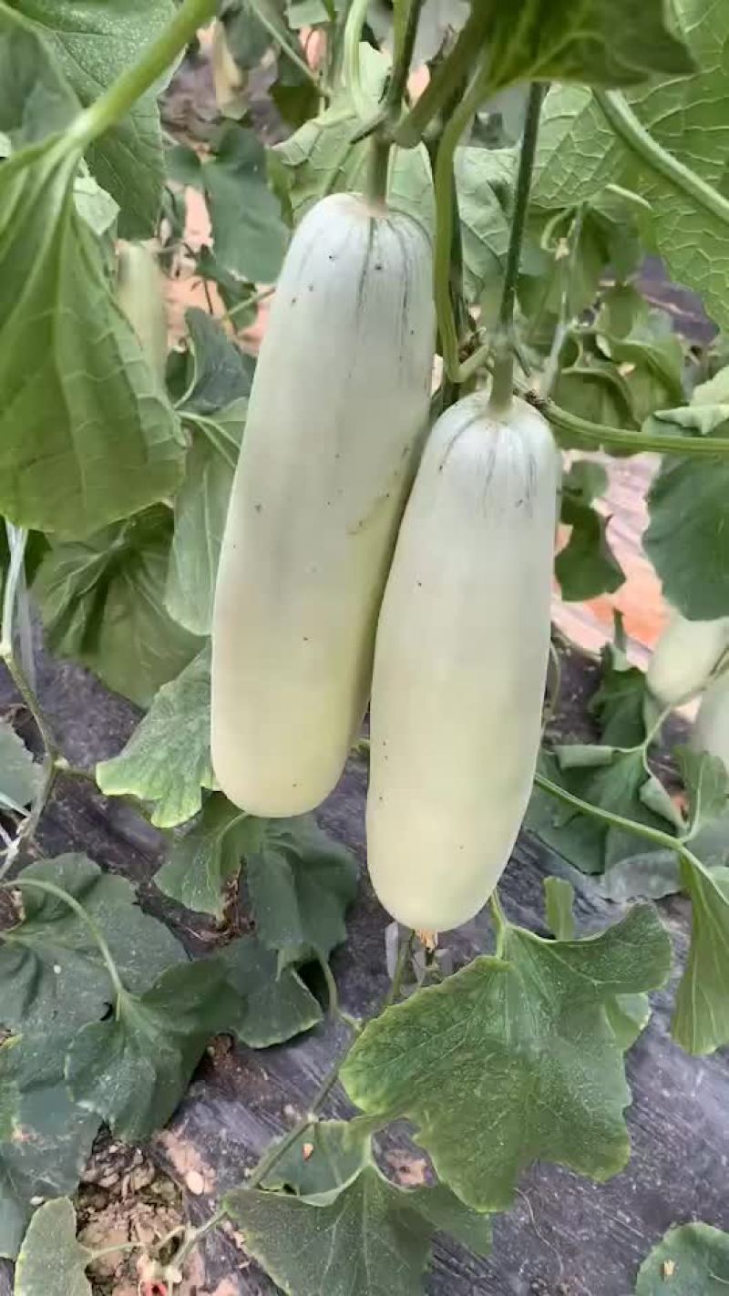 博洋61甜瓜，电商对接，商超对接，档口对接，合作共赢。