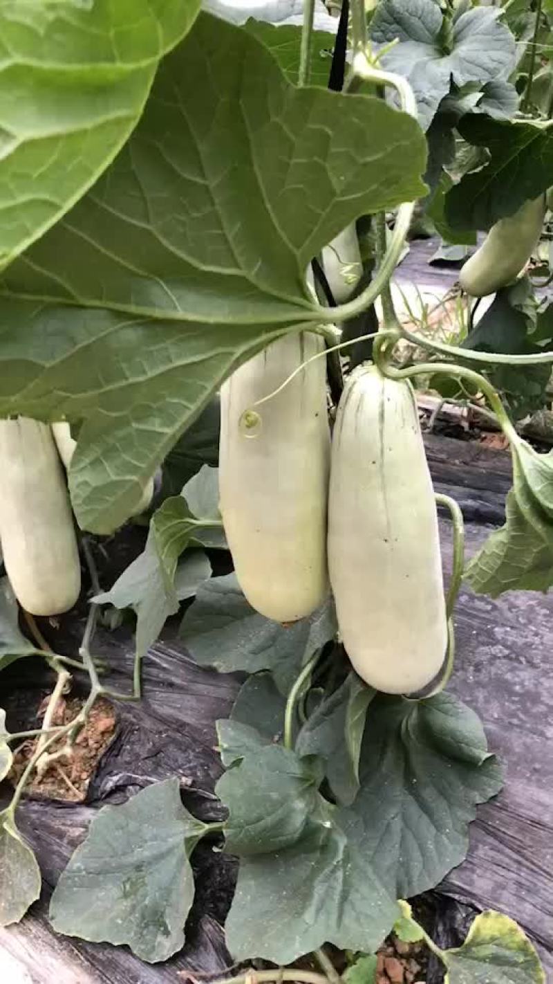 博洋61甜瓜，电商对接，商超对接，档口对接，合作共赢。