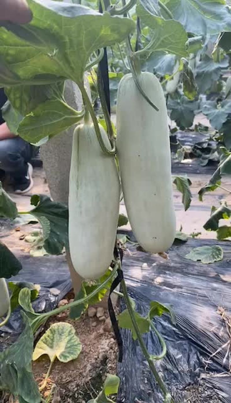 博洋61甜瓜，电商对接，商超对接，档口对接，合作共赢。