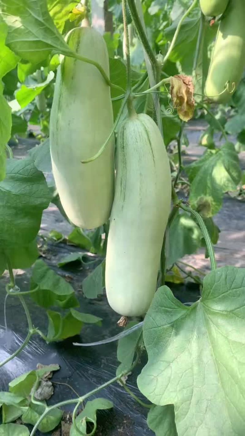 博洋61甜瓜，电商对接，商超对接，档口对接，合作共赢。