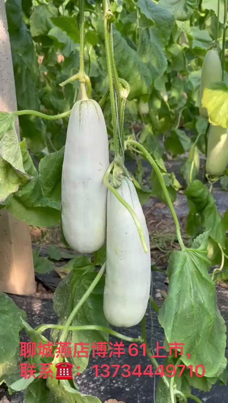 博洋61甜瓜，电商对接，商超对接，档口对接，合作共赢。