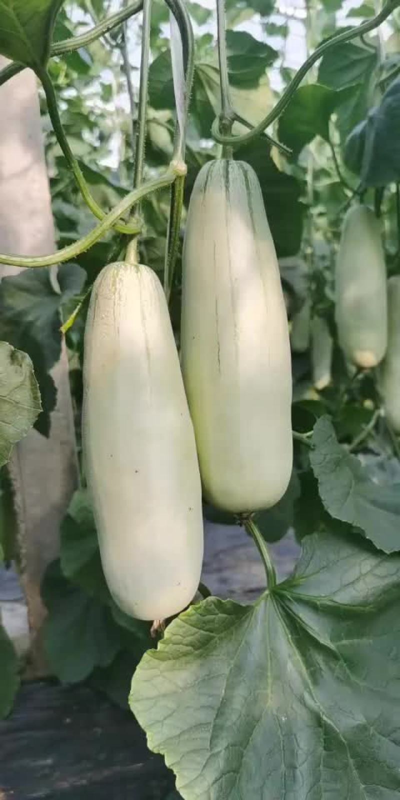 博洋61甜瓜，电商对接，商超对接，档口对接，合作共赢。
