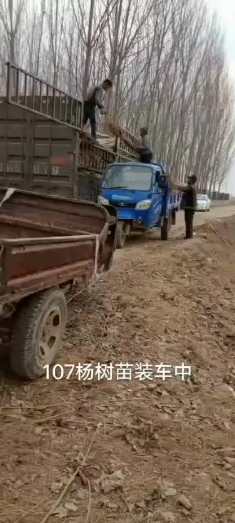 山东黑杨，107速生杨杨树苗基地
