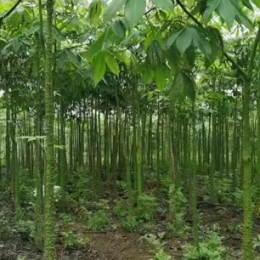 大量供应美丽木棉大小规格都有